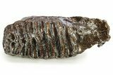 Fossil Woolly Mammoth Molar - Siberia #259875-4